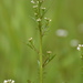 Pennsylvania Bittercress - Photo (c) Nelson DeBarros, some rights reserved (CC BY-NC), uploaded by Nelson DeBarros