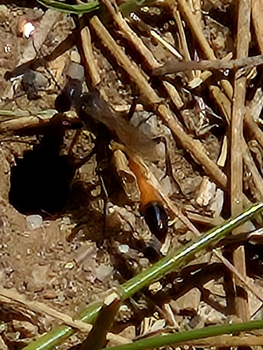 iNaturalist observation photo of Common Thread-waisted Wasp