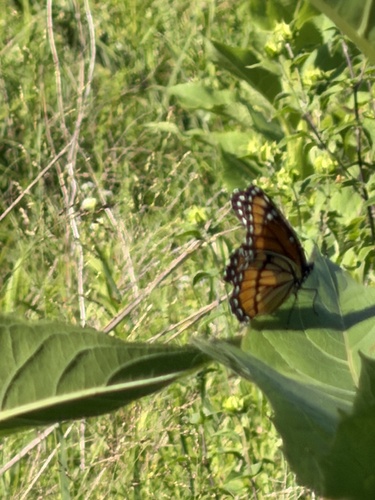 Viceroy