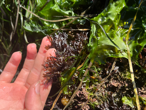 Mazzaella affinis observed 2026-07-14