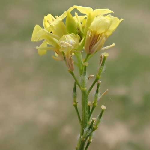 Rapistrum rugosum iNat (2)