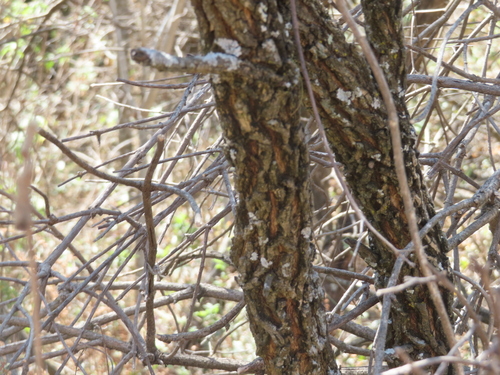 Eysenhardtia polystachya, photograph 4