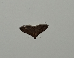 Lepidoptera