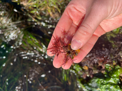 Gelidium purpurascens observed 2026-07-14