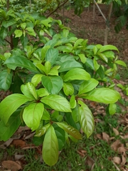 Terminalia amazonia