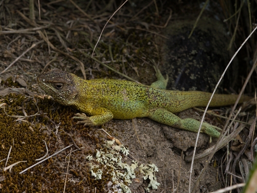 Stenocercus cadlei