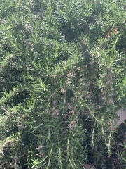 Angiospermae