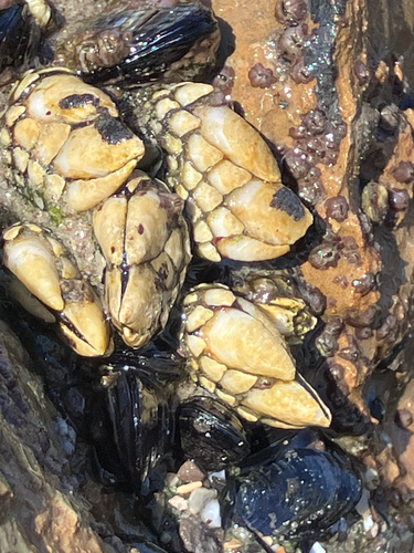 iNaturalist observation photo of Gooseneck Barnacle