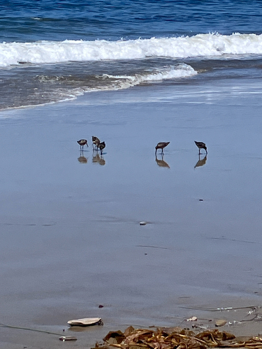 iNaturalist observation photo of Long-billed Dowitcher