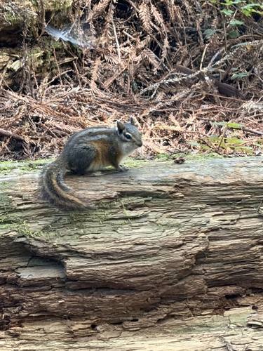 Siskiyou Chipmunk observed by carleydemons