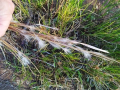 Andropogon eucomus