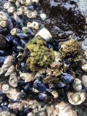 Callithamnion pikeanum