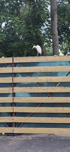 Western Cattle-Egret