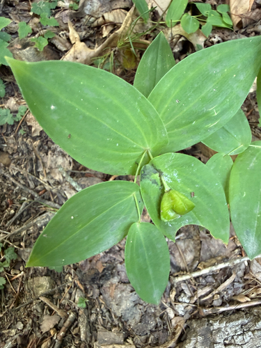 Uvularia perfoliata, photograph 5