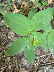 Uvularia perfoliata, photograph (c) Carrie Seltzer, some rights reserved (CC BY)