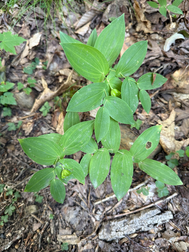 Uvularia perfoliata, photograph 6