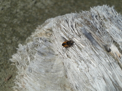 Helophilus lapponicus