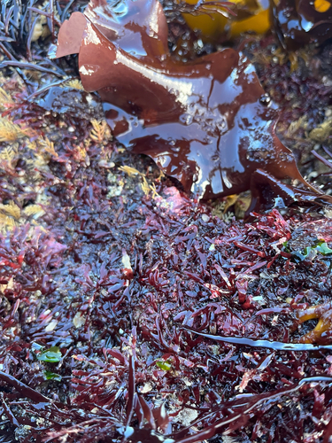 Rhodymenia californica observed 2026-07-14