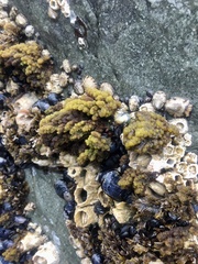 Callithamnion pikeanum