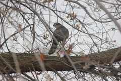 Accipiter cooperii