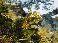 Aciphylla multisecta