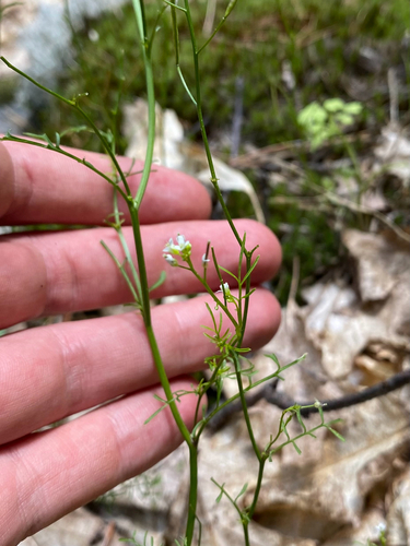 Cardamine parviflora, photograph 2