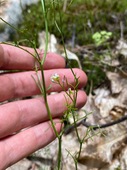 Cardamine parviflora, photograph (c) Quinten Wiegersma, some rights reserved (CC BY)