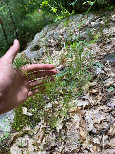 Cardamine parviflora