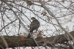 Accipiter cooperii