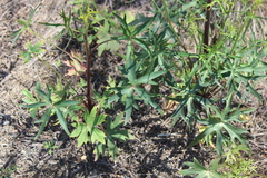 Delphinium cardinale