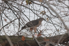 Accipiter cooperii
