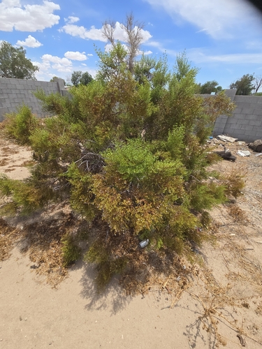 Creosote Bush