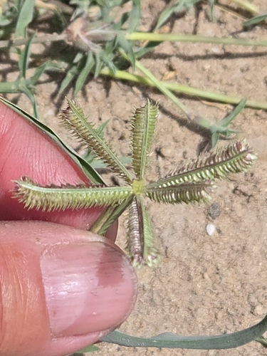 Durban Crowfoot