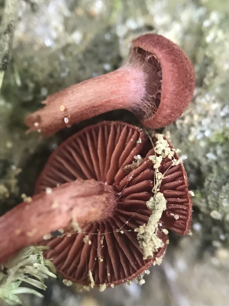 red cort · July 2026 · photo: Photo: (c) Matthew Rozanoff, some rights reserved (CC BY) · iNaturalist