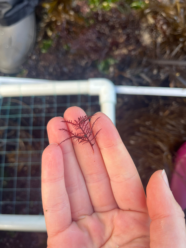 Gelidium purpurascens observed 2026-07-14