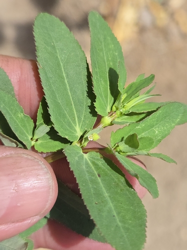 hyssop spurge