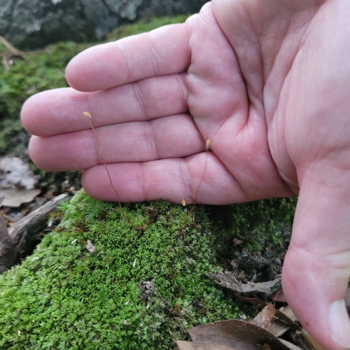 Polytrichum ohioense, 2026-07-14
