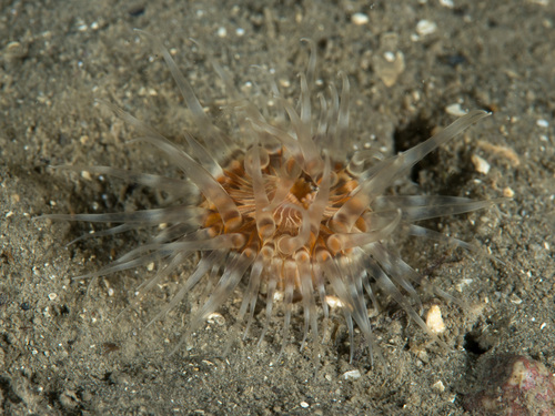 Fountain Anemone (Sagartiogeton laceratus) · iNaturalist