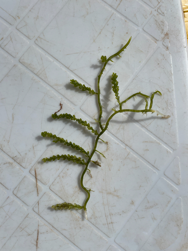 Caulerpa cylindracea
