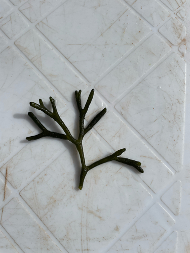 Dead Man's Fingers