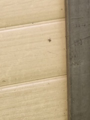 Araneae