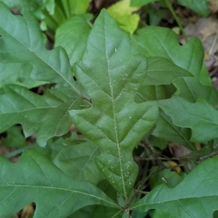 Quercus boyntonii