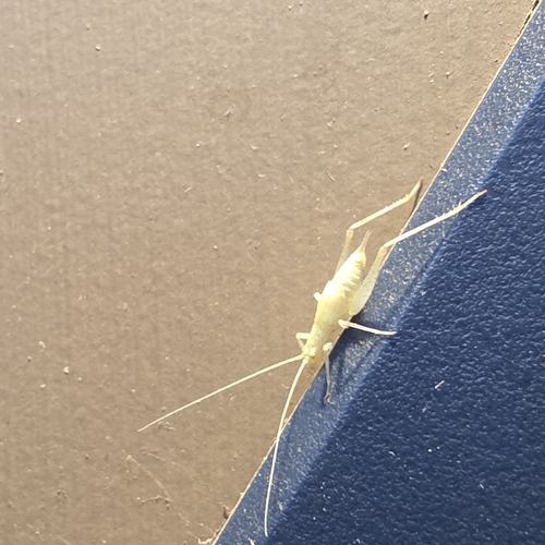 iNaturalist observation photo of Snowy Tree Cricket
