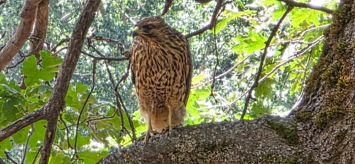 iNaturalist observation photo of Red-shouldered Hawk