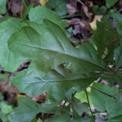 Quercus boyntonii