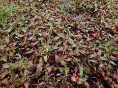 Persicaria muricata