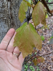 Acer rubrum