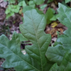 Quercus boyntonii