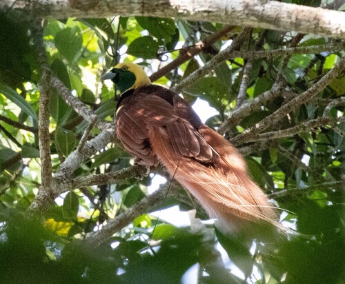 Raggiana Bird-of-paradise (Paradisaea raggiana), photo 9