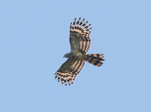 Long-tailed Honey Buzzard (Henicopernis longicauda), photo 1